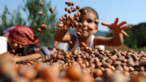 Fındık hasadında çocuk işçiliğinin kaldırılması hedefleniyor