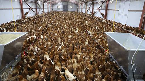 Ordu’da ‘Organik Yumurta Tavukçuluğu Yetiştiriciliği’ 