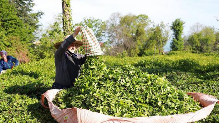 ÇAYKUR 776 bin ton yaş çay alımı gerçekleştirdi