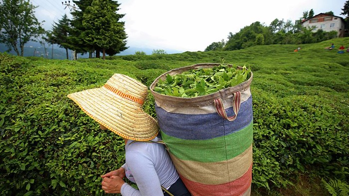 Çay Üreticileri İsyanda, Ziraat Odaları Ulusal Çay Konseyinden istifa etti!