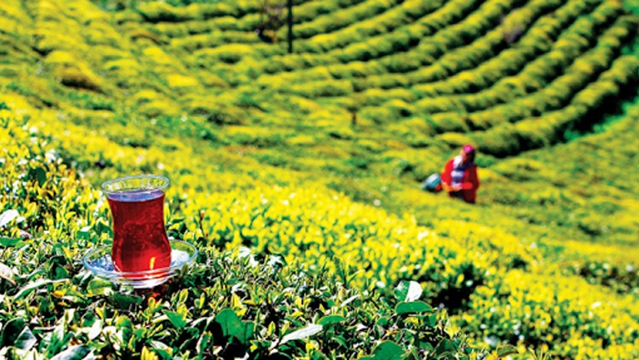 Doğu Karadeniz İhracatçılar Birliği Türk çayının tanıtımı için Japonya’ya çıkarma yapıyor