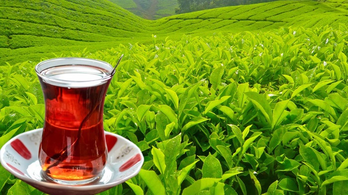 Rize'nin çay ihracatı yüzde 29 arttı
