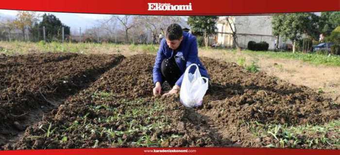 Ordu BŞB salep üretimine başladı