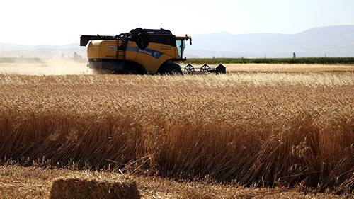 Geliştirilen hububat çeşitleri ile küresel iklim değişikliğinden kaynaklanan riskler azaltılacak