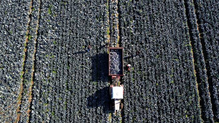 Bafra Ovası'nda 200 bin ton lahana rekoltesi bekleniyor