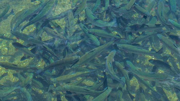 Trabzon'da kurulacak tesisle somon balığı yumurtası ithalatı azaltılacak