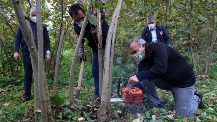 Vali Sonel, Fındıkta Örnek Budama Uygulaması Çalışmalarını Yerinde İnceledi