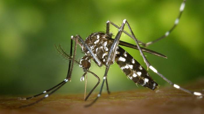 Asya kaplan sivrisineği ve diğer riskli türlerin Karadeniz'deki varlığı tespit edilecek