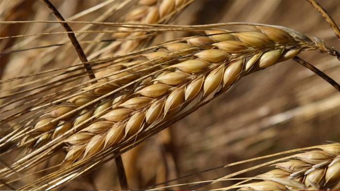 TMO 2020 buğday ve arpa satış fiyatlarını açıkladı