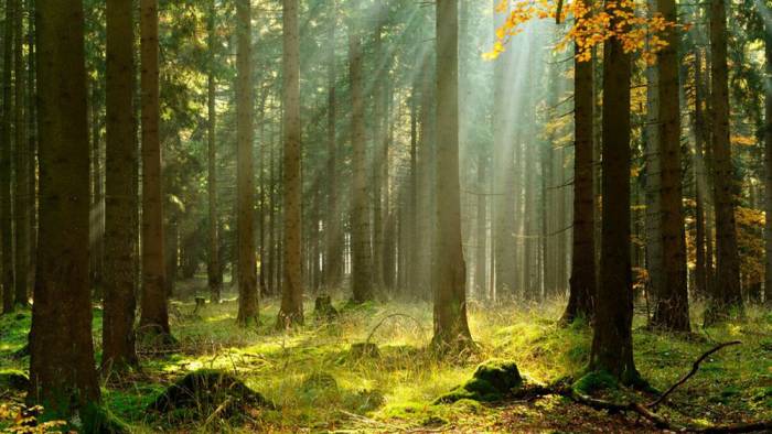 AB ormanlara zarar vererek üretilen ürünleri yasaklamaya hazırlanıyor