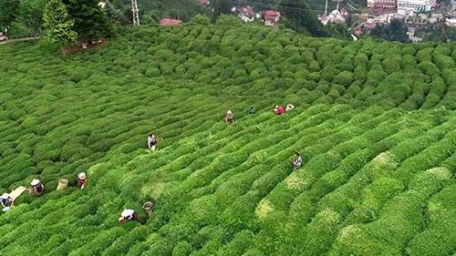 Çay ihracatından yılın ilk yarısında 10 milyon dolar gelir elde edildi