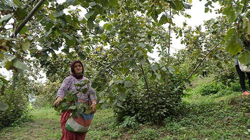 300 DÖNÜM ARAZİDE BAŞLAYAN PROJENİN MAHSÜLLERİ TOPLANIYOR