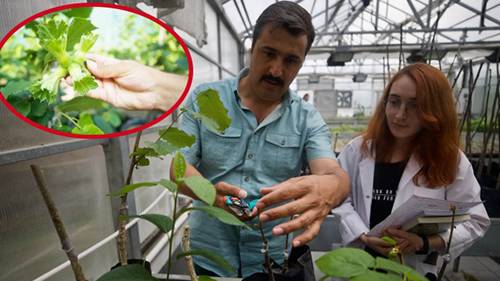 Bilim, Fındık Üreticisinin Hizmetine Sunulacak