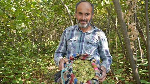 Bitlis’te fındık rekoltesinin 700 ton olması bekleniyor