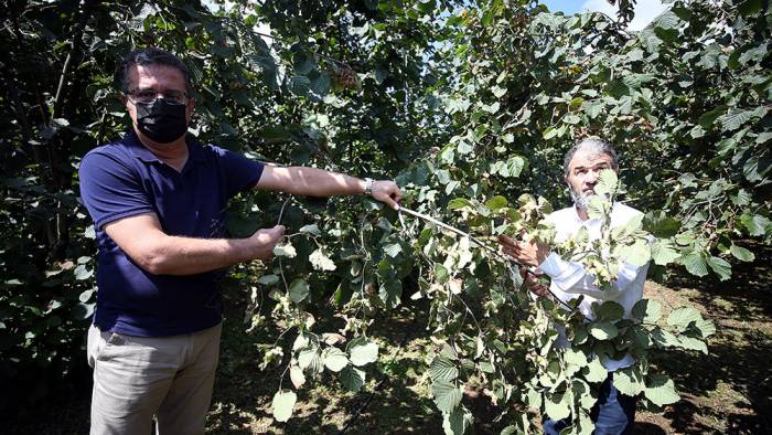 Örnek fındık bahçeleri üreticinin yüzünü güldürüyor