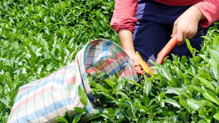 Çay toplamada yeni sektör!
