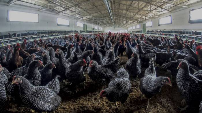 Ordu’da tavukçuluk sektörü büyüyor