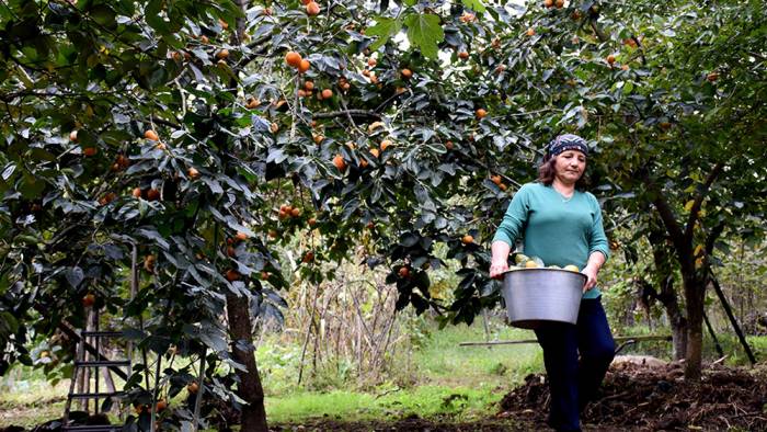 İsmini Trabzon'dan alan meyve kadınların elinde değerleniyor