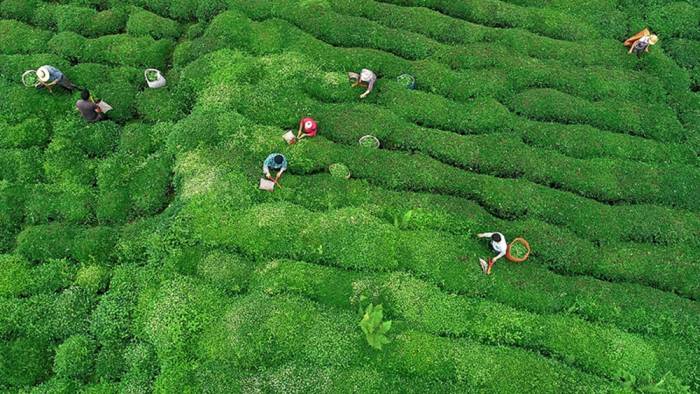 Çay bahçelerinin budanması projesinin süresi 7 yıl uzatıldı
