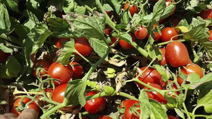 Bölgede ilk sanayi tipi domates üretilecek