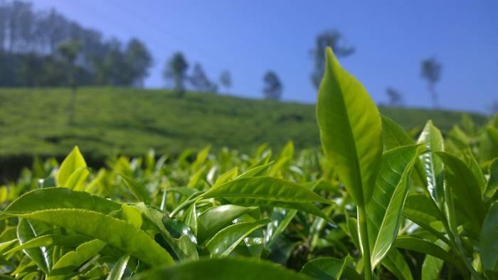7 aylık dönemde 2 bin 235 ton çay ihraç edildi