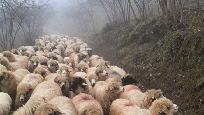 Giresun’da anaç koyun ve keçi destekleme müracaatları başladı