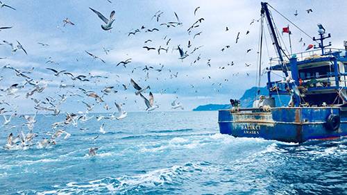 Kıyı balıkçılığı destek tutarları açıklandı