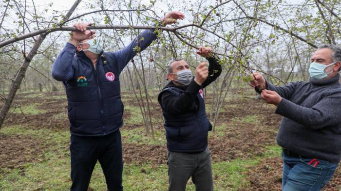 Kozalak akarına dikkat edilmeli