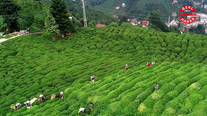 Koronavirüste çay zamanı