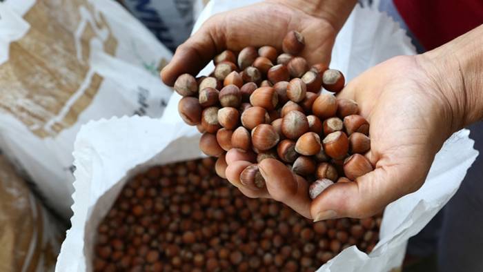 En çok fındık Ordu Ticaret Borsası'nda işlem gördü