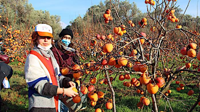 Trabzon hurması ihtiyaç sahipleri için hasat edildi