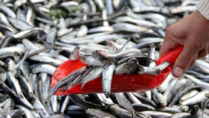 Karadeniz’de çeşit balığın azalması fiyatları artırdı