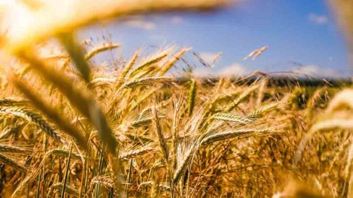 Tarım ÜFE, yıllık bazda yüzde 24,69 arttı