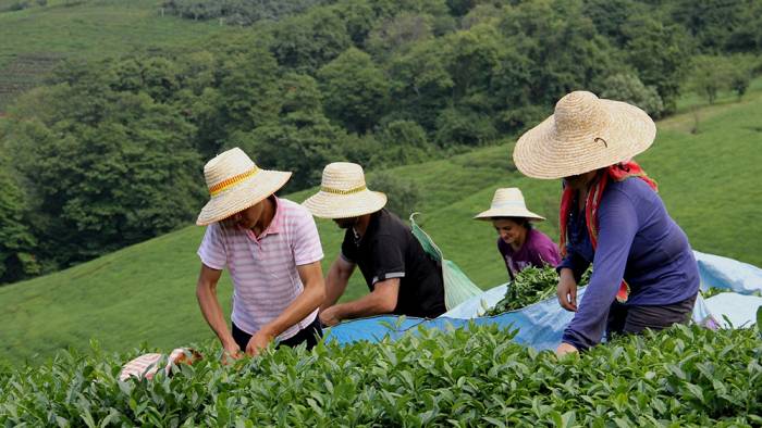 Çay işçileri için sektör karantina istiyor