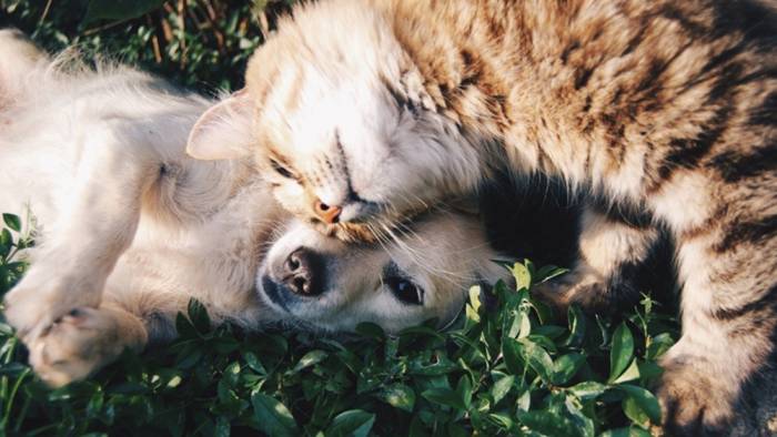 Sahipli kedi ve köpeklerin kimliklendirilmesi zorunlu olacak