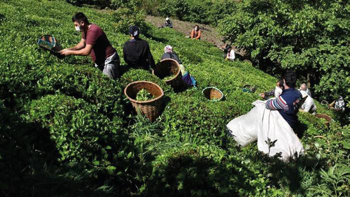 Ordu’nun tek üretim merkezinde çay hasadı başladı