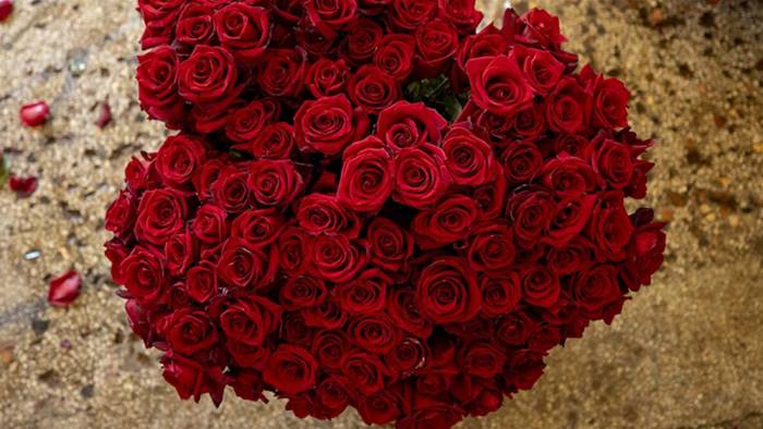 Sevgililer Günü'nün simgesi gül geçen yıl ihracat rekoru kırıldı