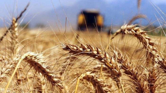 FAO: Küresel gıda fiyatları yıllık yüzde 24,1 artarak rekor seviyeye ulaştı
