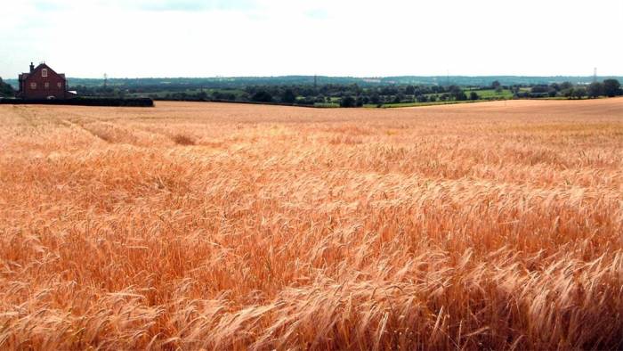 Avrupa buğdayı 'Rus kotası' ile rekor kırdı