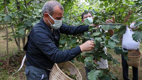 Vali Sonel, Fındık Hasadında Bulundu