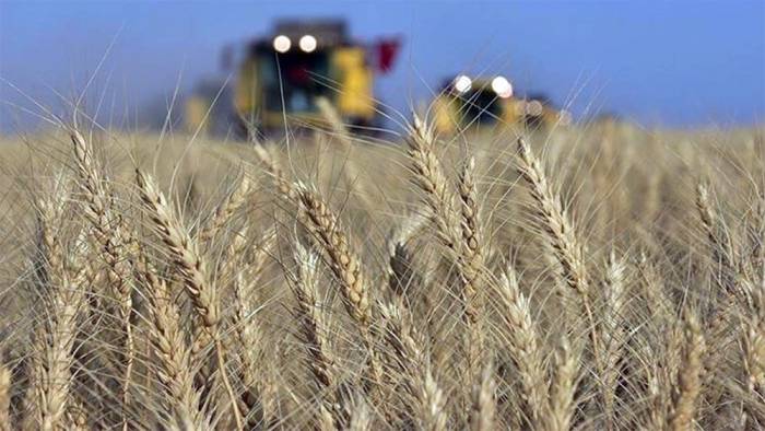 Buğday fiyatlarındaki artış yüzde 40'ı aştı