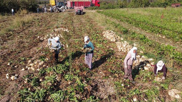 Şeker pancarı Çarşamba Ovası'nda yeniden gelir kapısı oldu