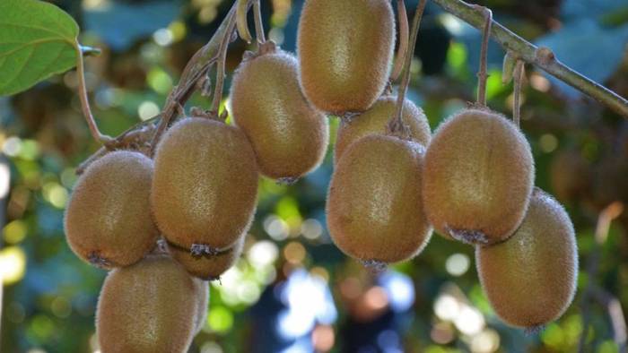 Ordu’da kivi satış fiyatları belli oldu