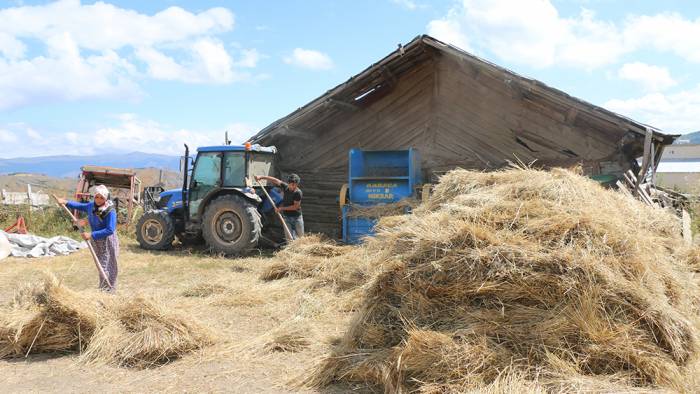 Siyez buğdayı hasadı gerçekleştirildi