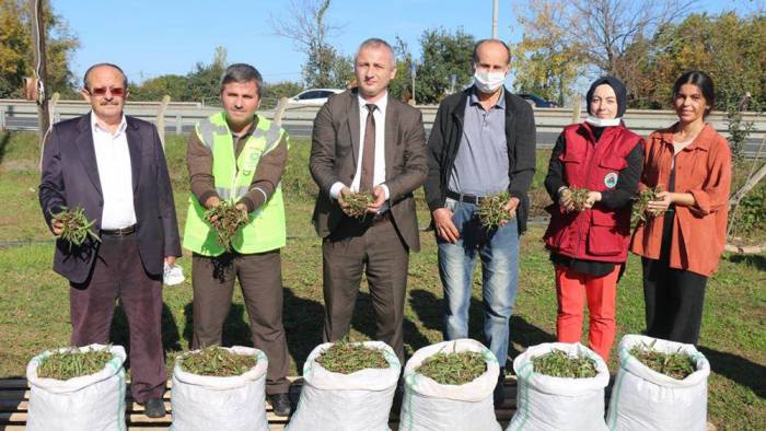 ORDU’DA SALEP ÜRETİMİ YAYGINLAŞIYOR