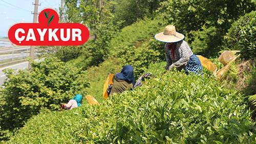 ÇAYKUR, 1’inci sürgünde haziran ayı ödemelerine 28 Temmuz’da başlayacak