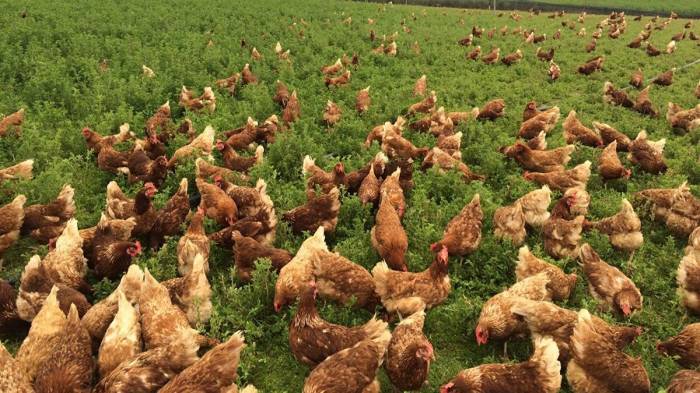 Altınordu Belediyesi’nden hibe destekli tavukçuluk projesi