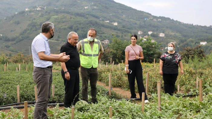 Tıbbi ve aromatik bitkilerin hasadı yapıldı