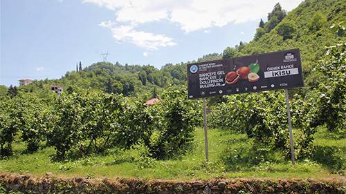 Dünya Fındık Haftası Trabzon’da kutlanacak.