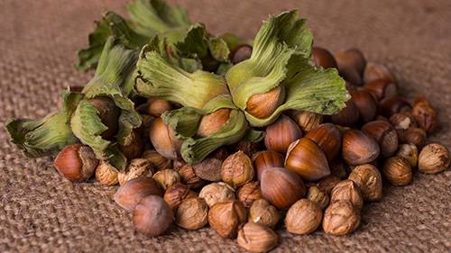 Ordu'da tahmini fındık rekoltesi açıklandı